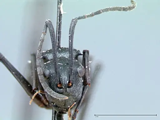 Polyrhachis latona specimen FOCOL0094 image focol0094_2