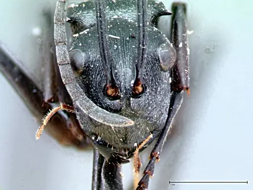 Polyrhachis latona specimen FOCOL0094 image focol0094_3