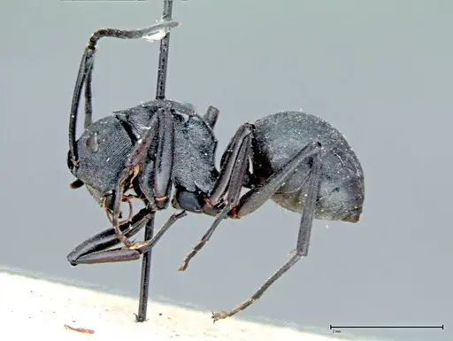 Polyrhachis latona specimen FOCOL0094 image focol0094_4