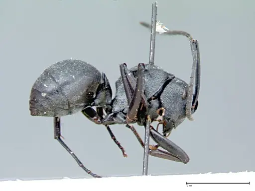 Polyrhachis latona specimen FOCOL0094 image focol0094_5