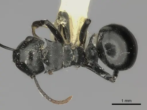 Polyrhachis lauta specimen CASENT0217779 image casent0217779_1