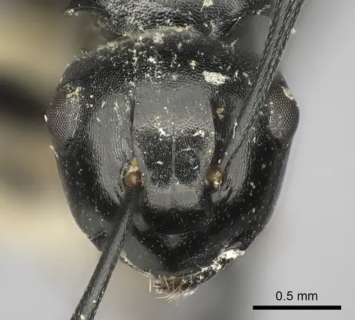 Polyrhachis lauta specimen CASENT0217779 image casent0217779_2