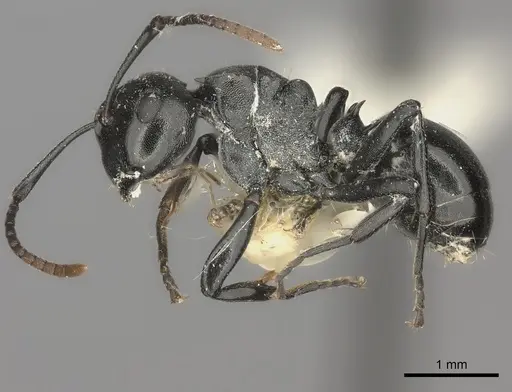 Polyrhachis lauta specimen CASENT0217779 image casent0217779_3