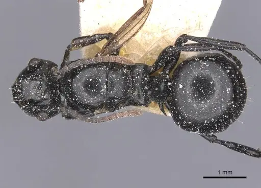 Polyrhachis lauta specimen CASENT0912126 image casent0912126_1