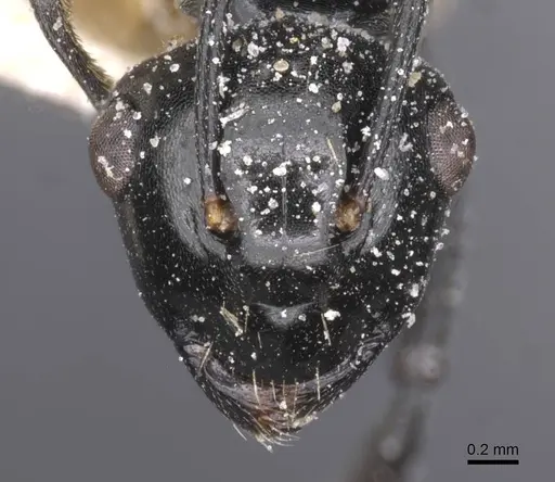 Polyrhachis lauta specimen CASENT0912126 image casent0912126_2