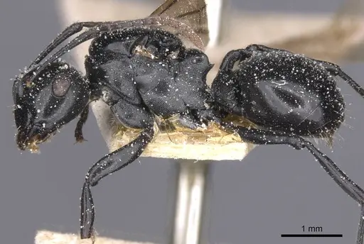 Polyrhachis lauta specimen CASENT0912126 image casent0912126_3