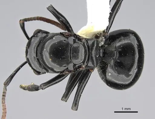Polyrhachis lauta specimen CASENT0919959 image casent0919959_1