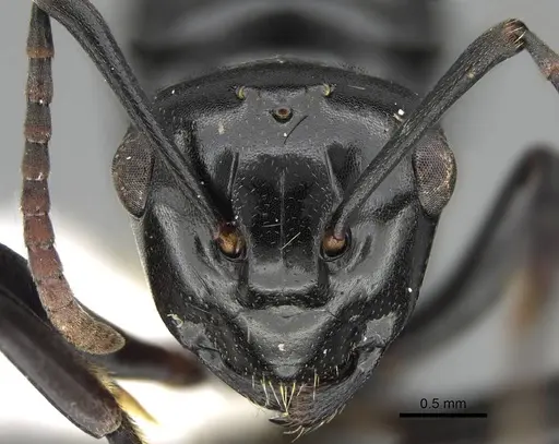 Polyrhachis lauta specimen CASENT0919959 image casent0919959_2