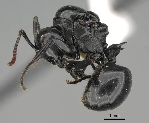 Polyrhachis lauta specimen CASENT0919959 image casent0919959_3