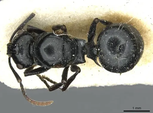Polyrhachis lauta specimen RMCAENT000017823 image rmcaent000017823_1