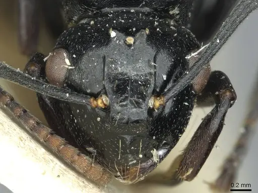 Polyrhachis lauta specimen RMCAENT000017823 image rmcaent000017823_2