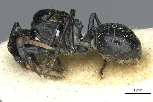 Polyrhachis lauta specimen RMCAENT000017823 image rmcaent000017823_3