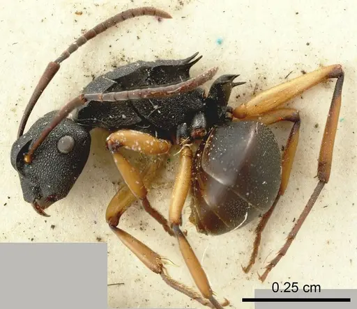 Polyrhachis leae specimen ANTWEB1008265 image antweb1008265_1