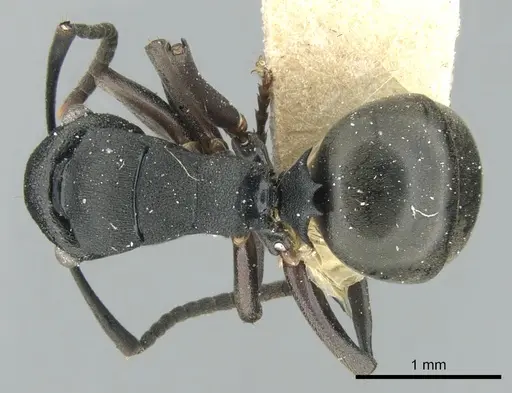Polyrhachis leae specimen CASENT0906562 image casent0906562_1