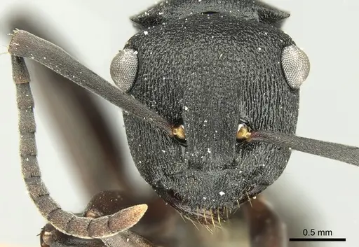 Polyrhachis leae specimen CASENT0906562 image casent0906562_2