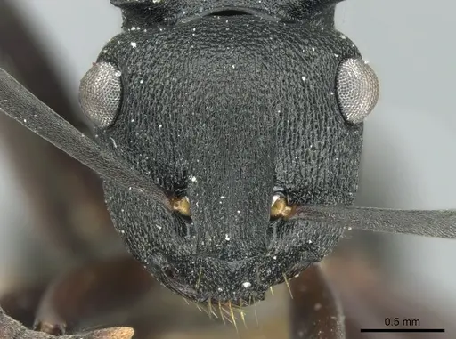 Polyrhachis leae specimen CASENT0906562 image casent0906562_3
