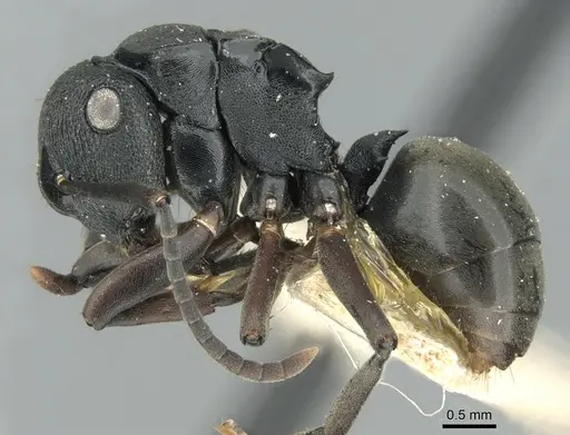 Polyrhachis leae specimen CASENT0906562 image casent0906562_4