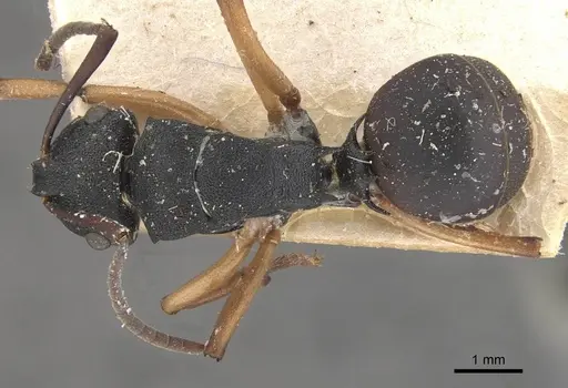 Polyrhachis leae specimen CASENT0910773 image casent0910773_1