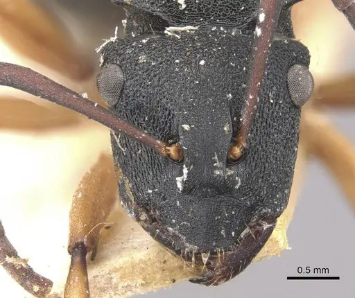 Polyrhachis leae specimen CASENT0910773 image casent0910773_2