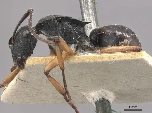 Polyrhachis leae specimen CASENT0910773 image casent0910773_3