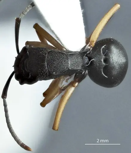 Polyrhachis leae specimen JDM32-002162 image jdm32-002162_1