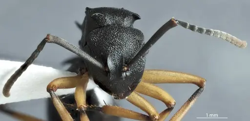 Polyrhachis leae specimen JDM32-002162 image jdm32-002162_2