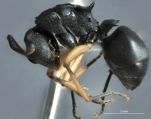 Polyrhachis leae specimen JDM32-002162 image jdm32-002162_3