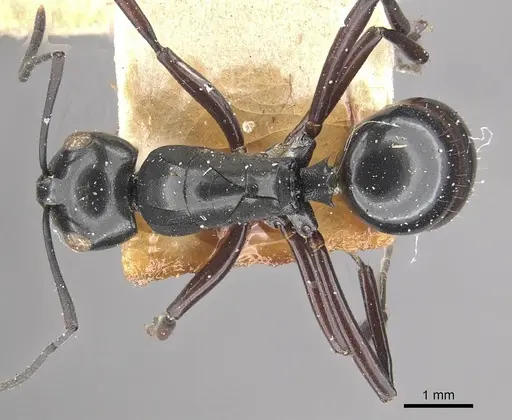 Polyrhachis leonidas specimen CASENT0910961 image casent0910961_1