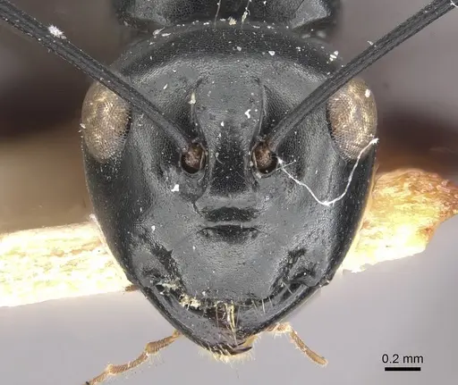 Polyrhachis leonidas specimen CASENT0910961 image casent0910961_2