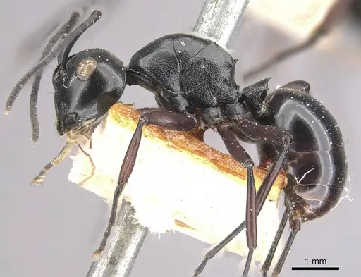 Polyrhachis leonidas specimen CASENT0910961 image casent0910961_3