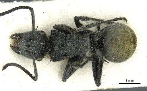 Polyrhachis leopoldi specimen CASENT0912096 image casent0912096_1