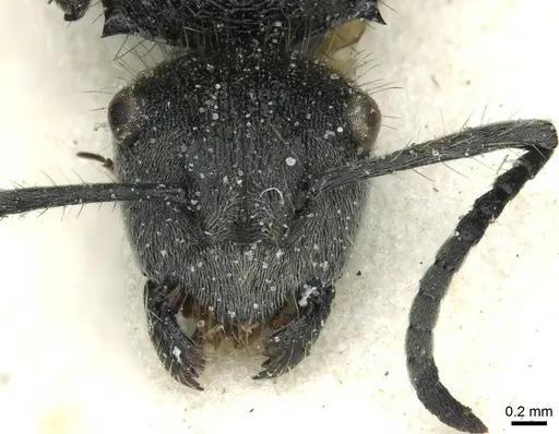 Polyrhachis leopoldi specimen CASENT0912096 image casent0912096_2