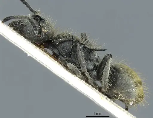 Polyrhachis leopoldi specimen CASENT0912096 image casent0912096_3