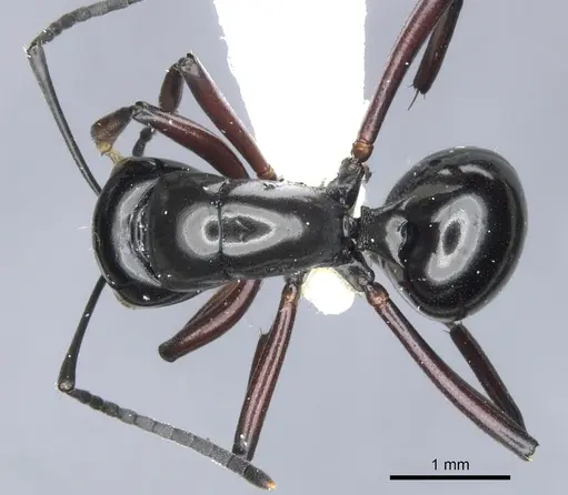 Polyrhachis lepida specimen CASENT0903391 image casent0903391_1