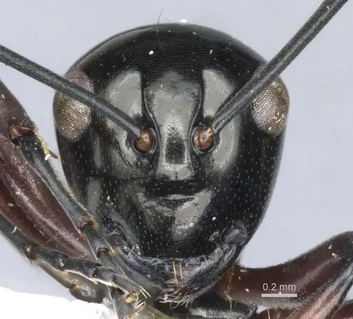 Polyrhachis lepida specimen CASENT0903391 image casent0903391_2