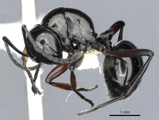 Polyrhachis lepida specimen CASENT0903391 image casent0903391_3
