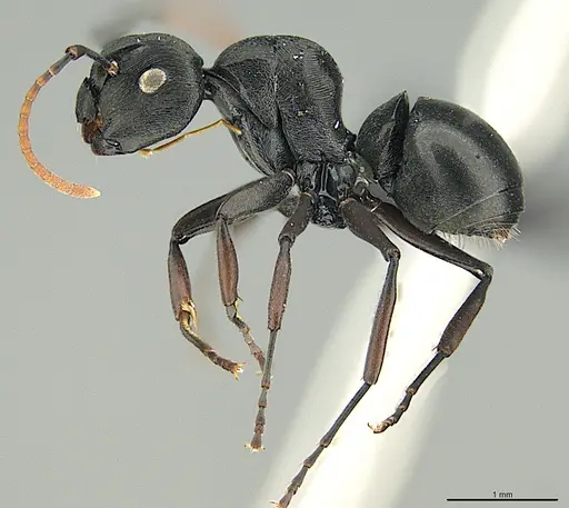 Polyrhachis lestoni specimen CASENT0088927 image casent0088927_1