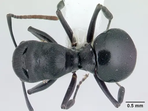 Polyrhachis lestoni specimen CASENT0178252 image casent0178252_1
