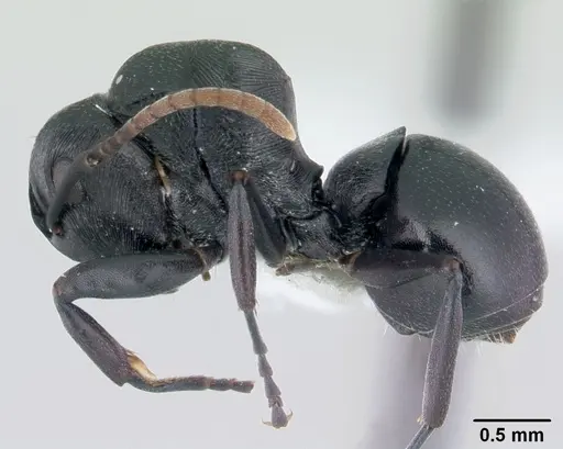 Polyrhachis lestoni specimen CASENT0178252 image casent0178252_3