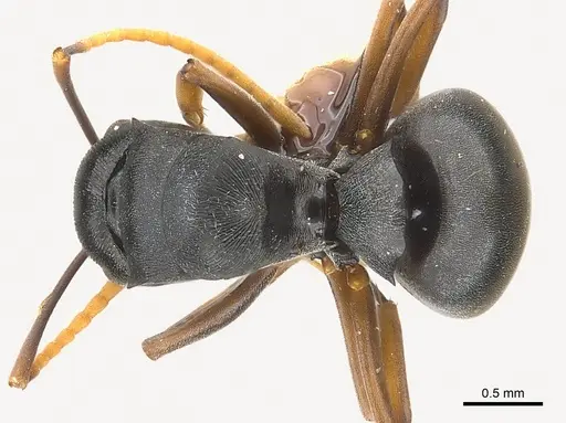 Polyrhachis lestoni specimen CASENT0227539 image casent0227539_1