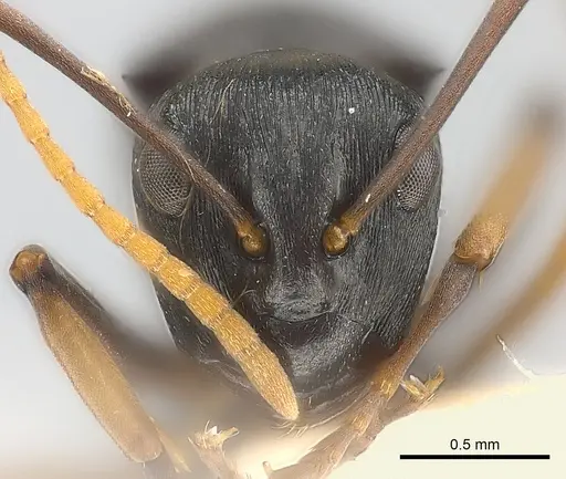 Polyrhachis lestoni specimen CASENT0227539 image casent0227539_2