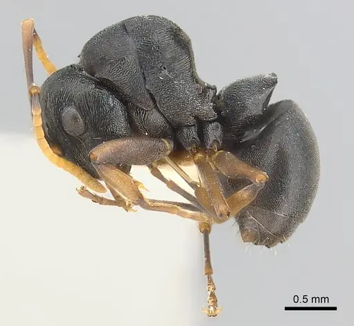 Polyrhachis lestoni specimen CASENT0227539 image casent0227539_3