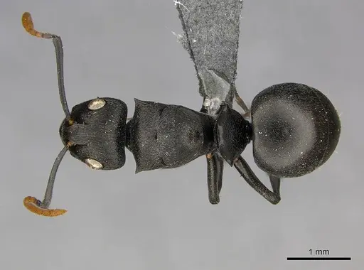 Polyrhachis lestoni specimen CASENT0250030 image casent0250030_1
