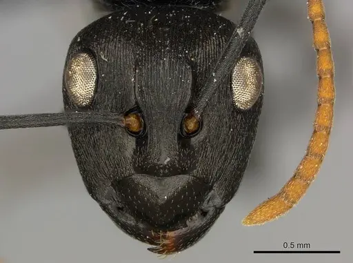 Polyrhachis lestoni specimen CASENT0250030 image casent0250030_2