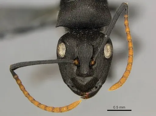 Polyrhachis lestoni specimen CASENT0250030 image casent0250030_3