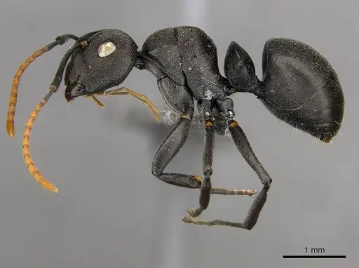 Polyrhachis lestoni specimen CASENT0250030 image casent0250030_4