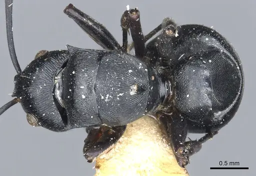 Polyrhachis lestoni specimen CASENT0903459 image casent0903459_1