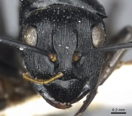 Polyrhachis lestoni specimen CASENT0903459 image casent0903459_2