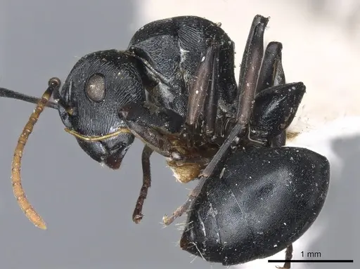 Polyrhachis lestoni specimen CASENT0903459 image casent0903459_3