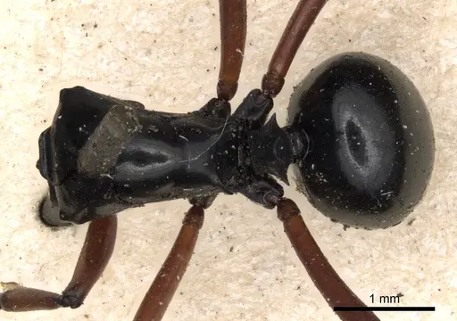 Polyrhachis levior specimen CASENT0901809 image casent0901809_1